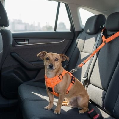 Ceinture de sécurité pour chien PatteZen orange extensible
