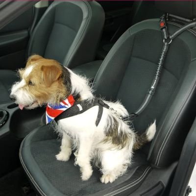 Ceinture de sécurité pour chien PawGuard anti choc