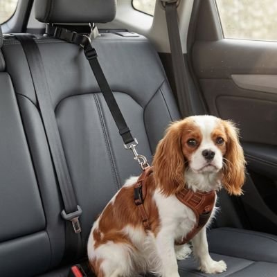 Ceinture de sécurité pour chien SecureDoggo noir beagle voiture