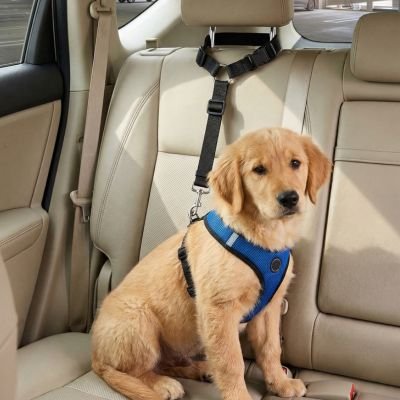 Ceinture de sécurité pour chien SecureDoggo noir chiot voiture 