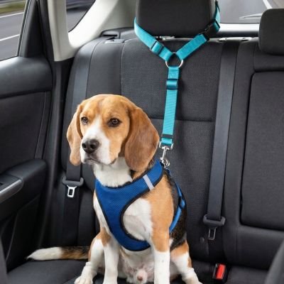 Ceinture de sécurité pour chien SecureDoggo robuste bleue beagle 