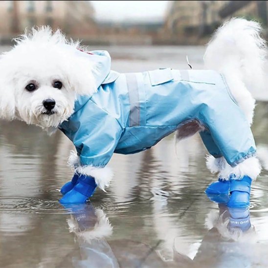 chaussure chien bleue caoutchouc sur bichon dans flaque 