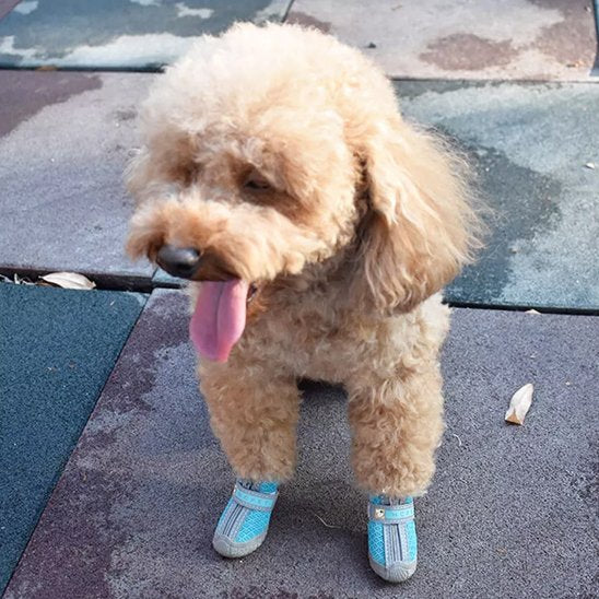 Chaussure chien résistante protège  pattes bleues