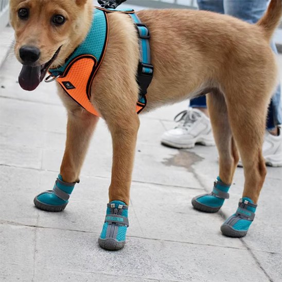 Chaussure chien respirante en maille bleue avec semelle antidérapante