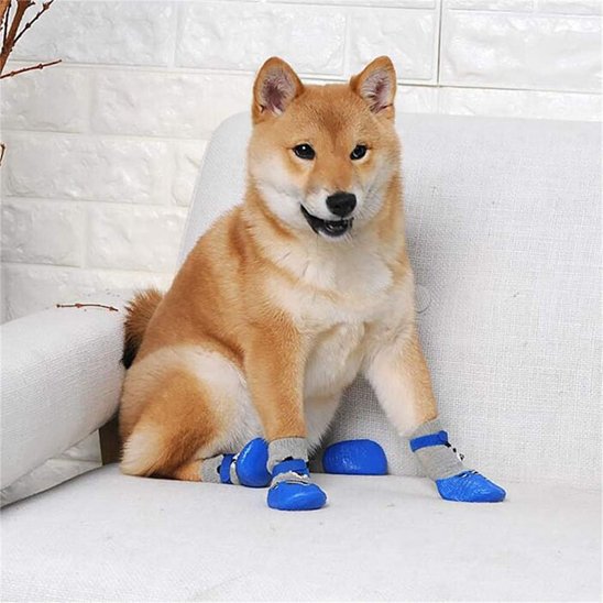 chaussure chiens bleue surchien type akita 