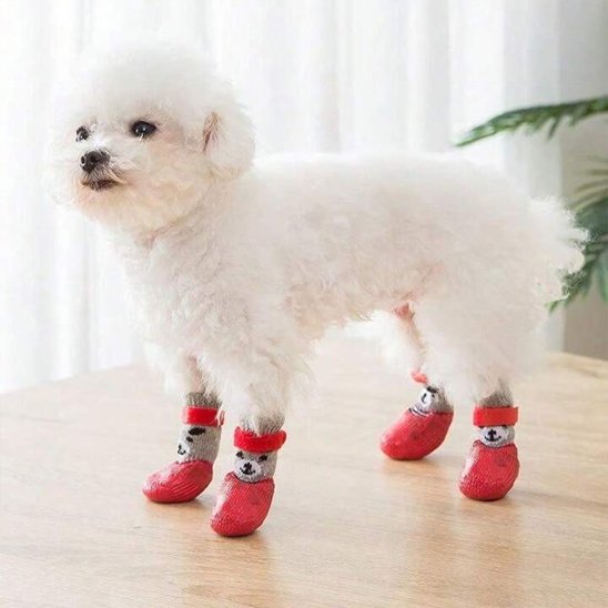 chaussure chiens rouge motif ours mise sur bichon en intérieur