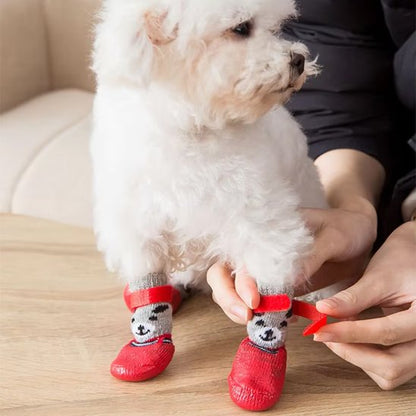 chaussure chiens rouge sur petit chien frisé poils blanc