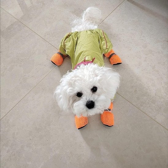 chaussure pour chien portees par bichon heureux dans maison