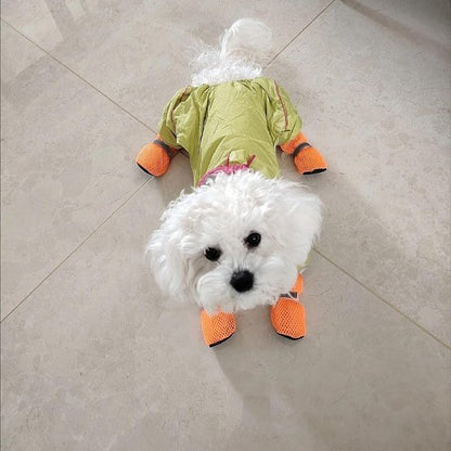chaussure pour chien portees par bichon heureux dans maison
