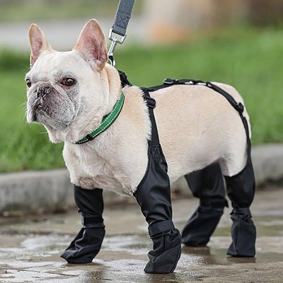 Chaussure pour chien bulldog confortable en balade
