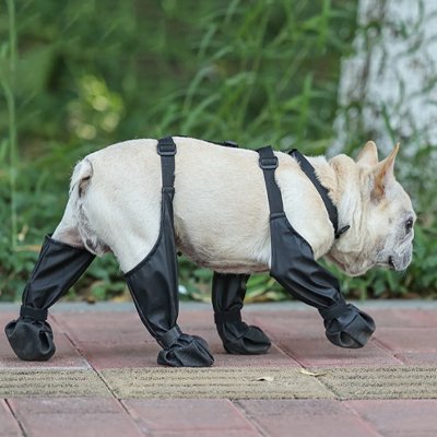 Chaussure pour chien bulldog en promenade 