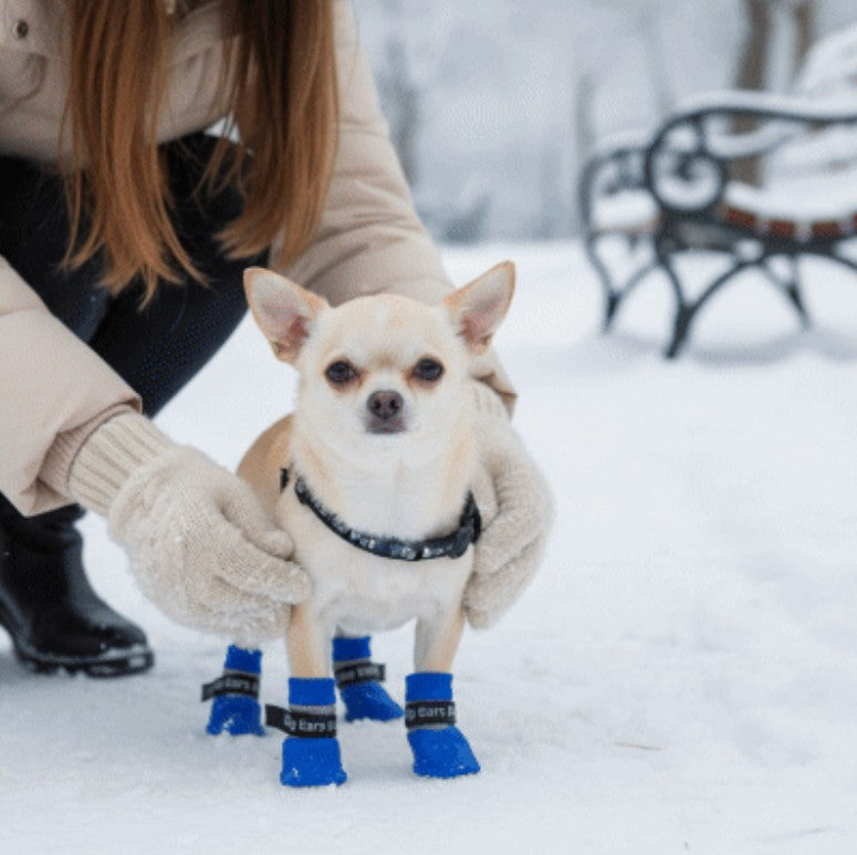 chaussure pour chien bleu porté par chiwawa dans neige