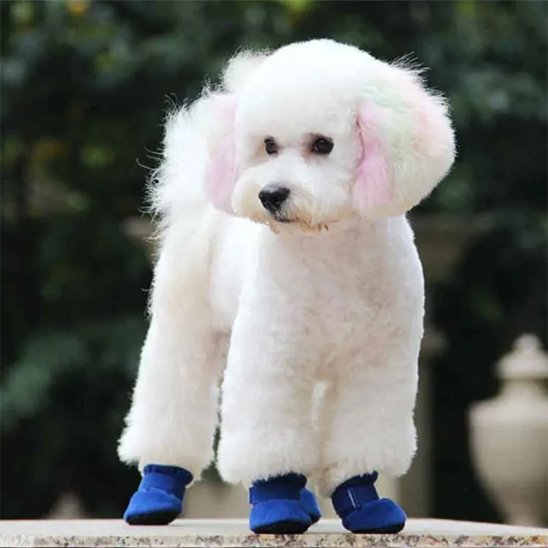 chaussures-pour-chien-bleue-portee-par-caniche-blanc-exterieur