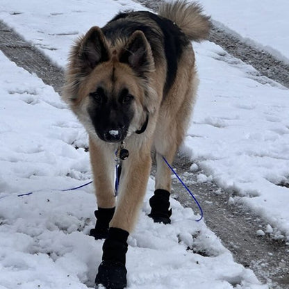 Chaussures pour chien imperméable sur chien dans la neige