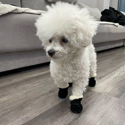 chaussures-pour-chien-noires-portees-par-bichon-frise