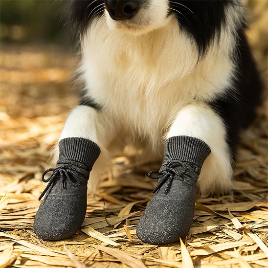 Chaussures pour Chien pattes de chien