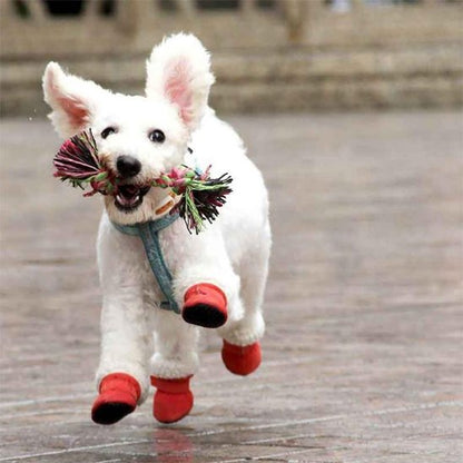 chaussures-pour-chien-portees-par-petit-bichon-heureux