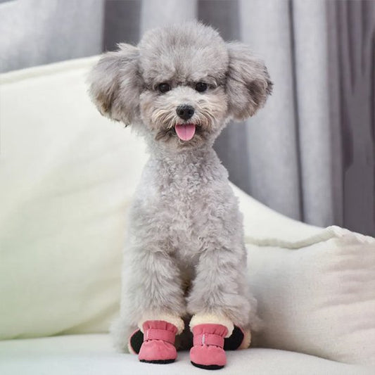 chaussures-pour-chien-rose-portees-par-petit-bichon-gris