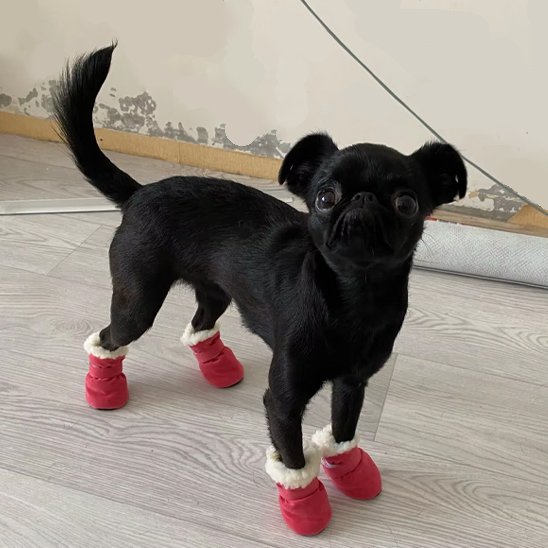 chaussures pour chien rouge portée par chiwawa noir