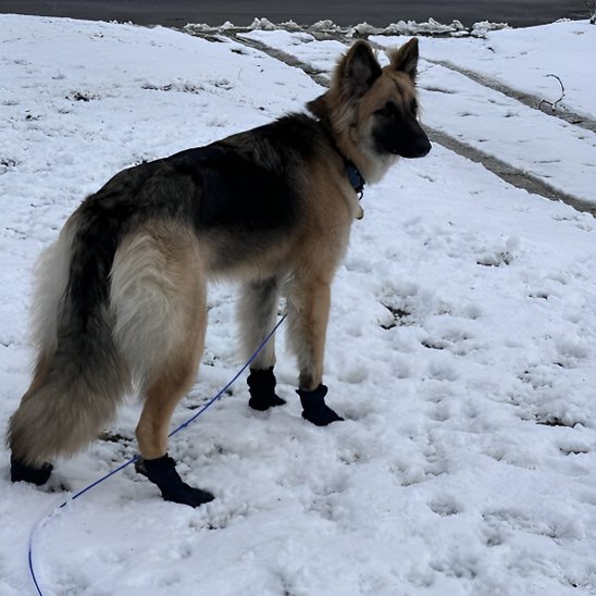 Chaussures pour chien sur berger allemand temps neige