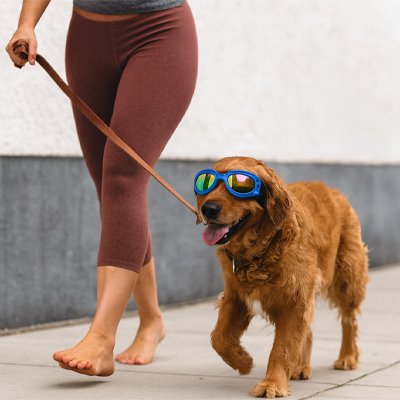 chien avec Lunette de soleil chien bleue​ en promenade