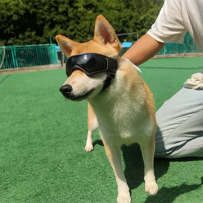 chien avec Lunette pour chien​ noir robuste et look tendance 