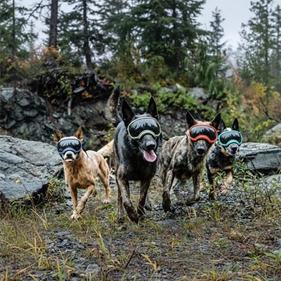 chiens avec Lunette pour chien ultra robuste 
