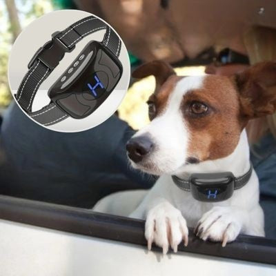 collier-anti-aboiement-gros-chien-intelligent
