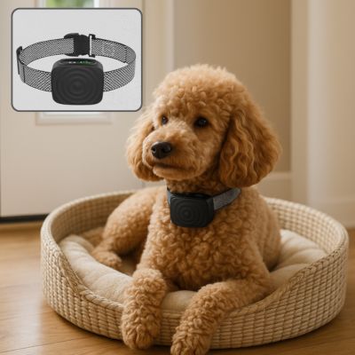collier-anti-aboiement-pour-petit-chien-caniche