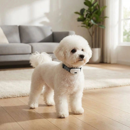 collier anti aboiement sans douleur SoothPaw blanc bichon