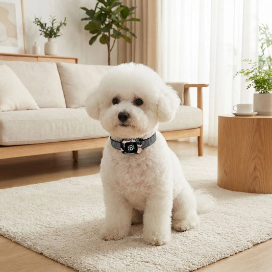 collier anti aboiement sans douleur aboiedoux bichon
