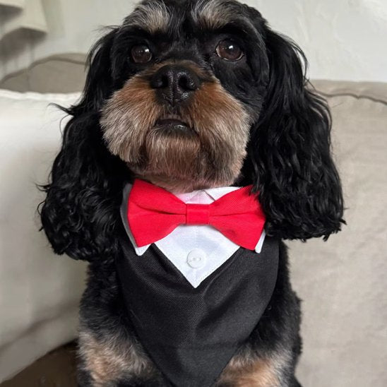 Collier Bandana Chien design nœud papillon rouge mignon