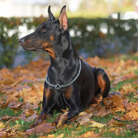 collier-chaine-chien-reglablet-ironpaw
