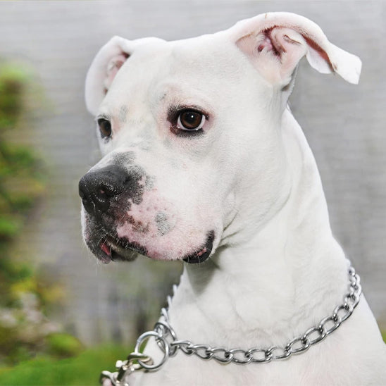 collier-chaine-chien-resistant