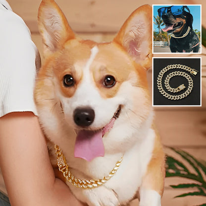 collier-chaine-pour-chien-or