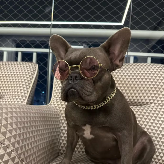 collier-chaine-pour-chien-soiree-argent-bobbychic
