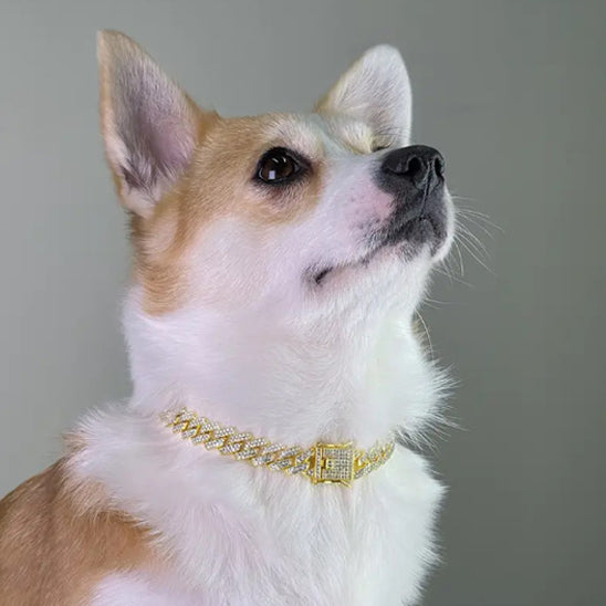 collier-chaine-pour-chien-soiree-or-bobbychic