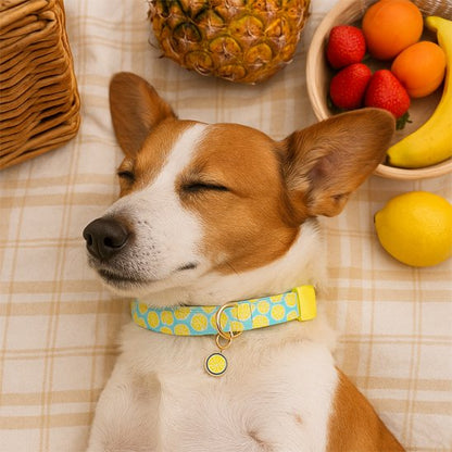 Collier chien avec motifs citrons sur fond bleu