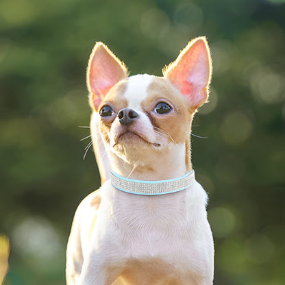 collier-chien-bleu-clair-brillant-souple-hypoallergenique-lilystrass