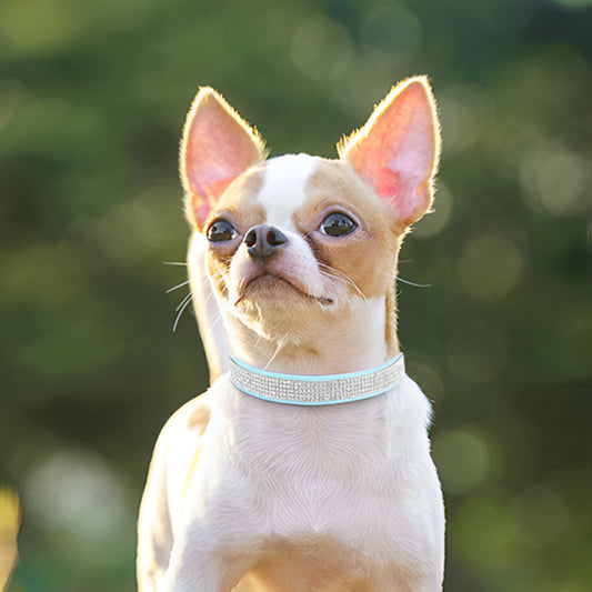 collier-chien-bleu-clair-brillant-souple-hypoallergenique-lilystrass
