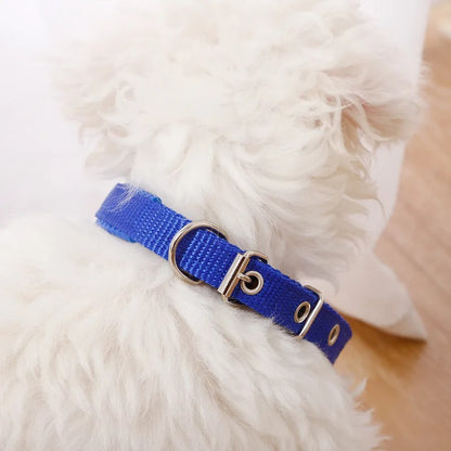 Collier chien | FunnyPetCollar™