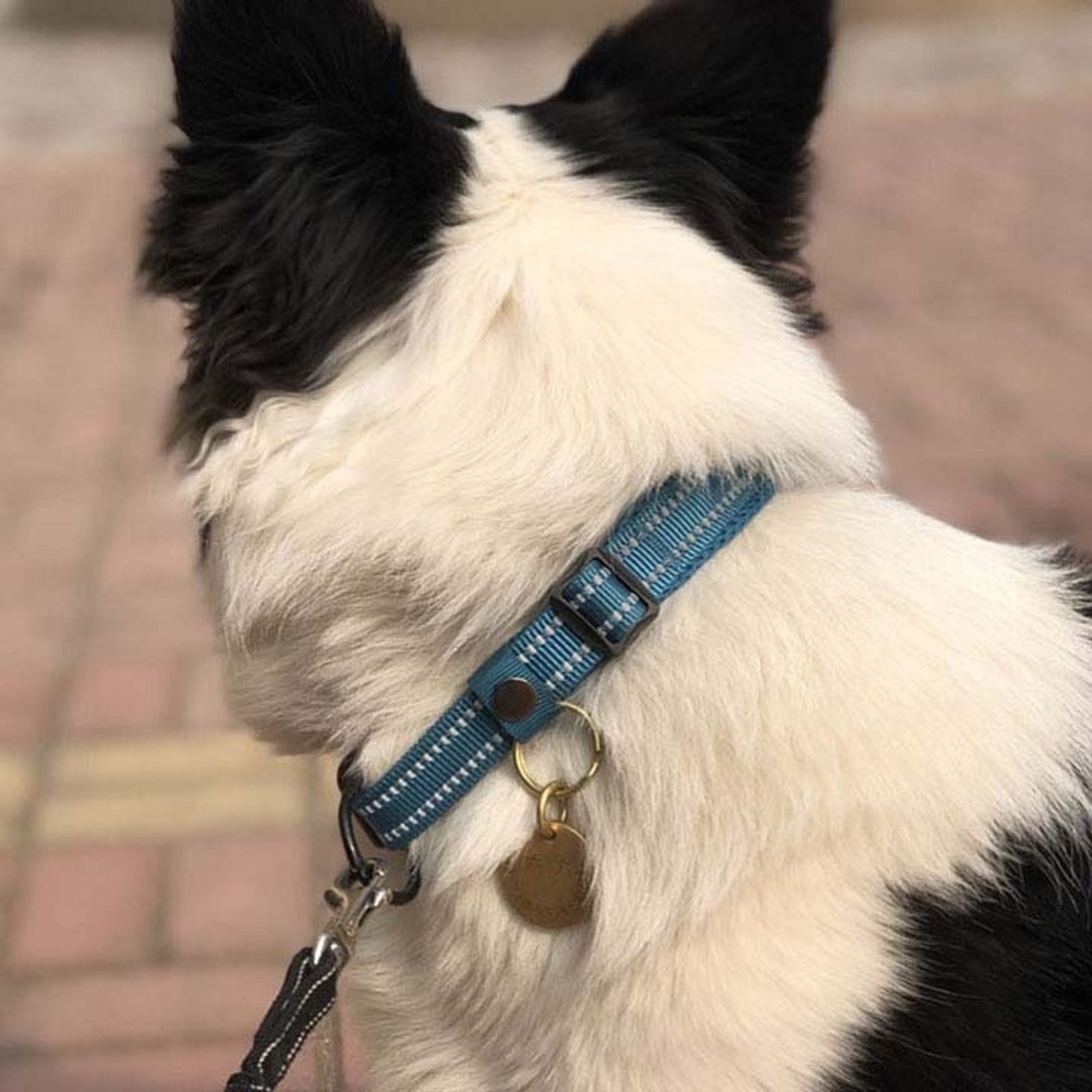 collier-chien-bleu-marine-truelove