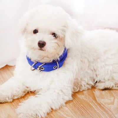 Collier chien | FunnyPetCollar™