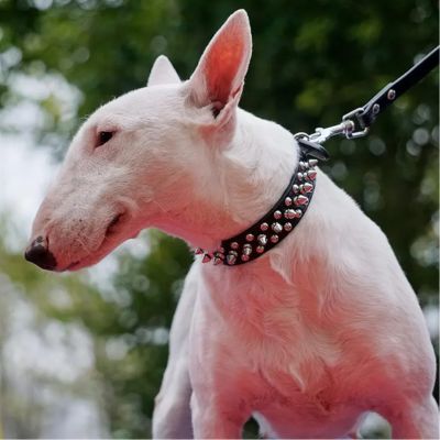 collier-chien-clou-noir