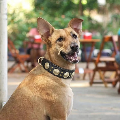 collier-chien-cuir-noir-elegant