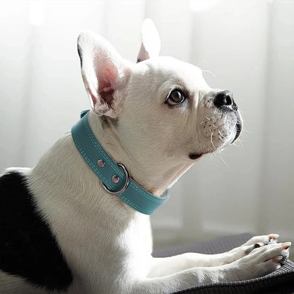 collier-chien-cuir-veritable-bleu