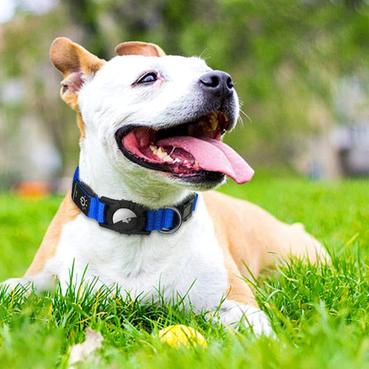collier-chien-lumineux-bleu-modes-eclairage-securite-localidog
