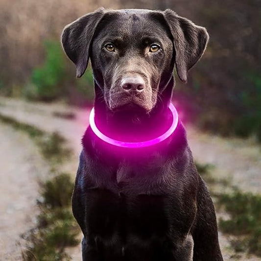 collier-chien-lumineux-rose-modes-eclairage-anti-perte-lumikool