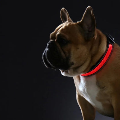 collier-chien-lumineux-rouge-securite