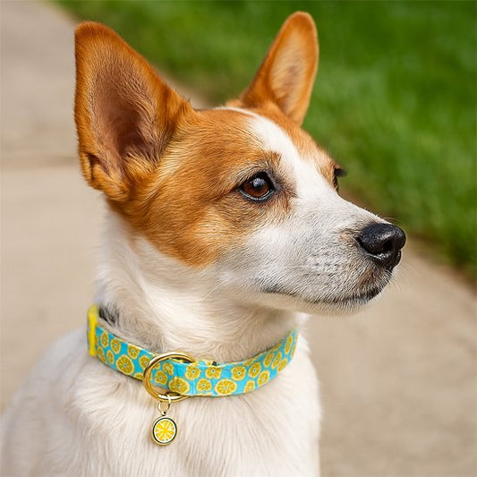 Collier chien motifs citron jaune fond bleu